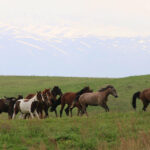 Horses, Wolves, Scouts and Seals Featured Image