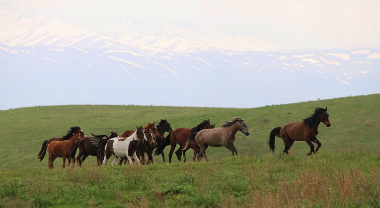 Horses, Wolves, Scouts and Seals