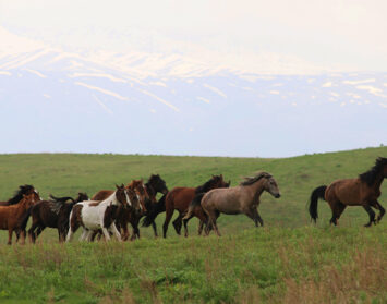 Horses, Wolves, Scouts and Seals Featured Image