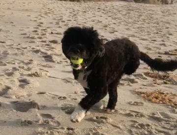 be like bandy hughes marino bandy running on beach