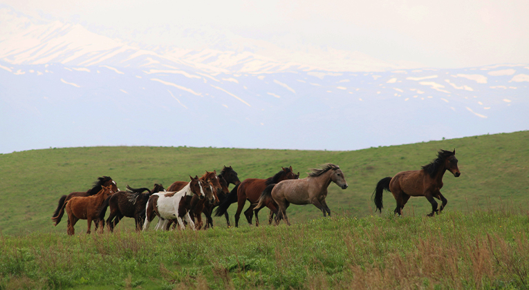 Horses, Wolves, Scouts and Seals