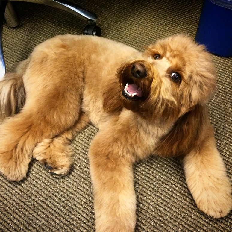 hughes-marino-dog-friendly-headquarters