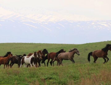 Horses, Wolves, Scouts and Seals Featured Image
