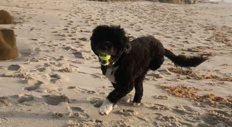 be like bandy hughes marino bandy running on beach