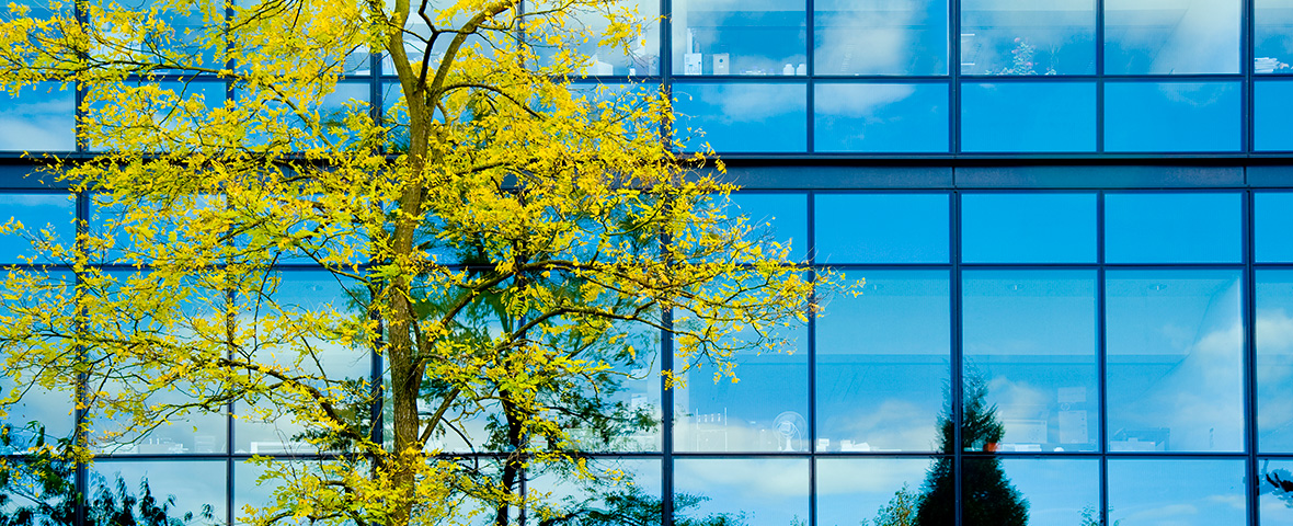 blue windows autumn tree