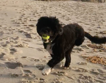 be like bandy hughes marino bandy running on beach