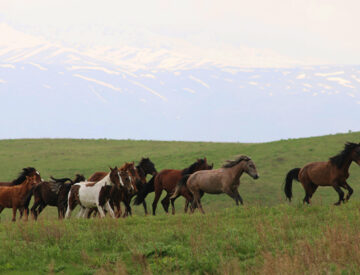 Horses, Wolves, Scouts and Seals Featured Image