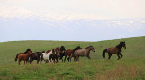 Horses, Wolves, Scouts and Seals