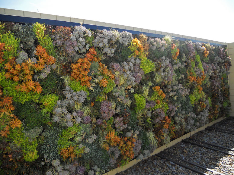A living wall covered in succulents