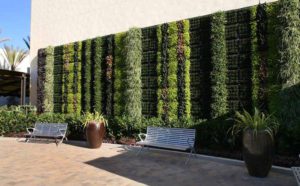 Living Walls: What to Know Before Bringing the Outdoors Inside