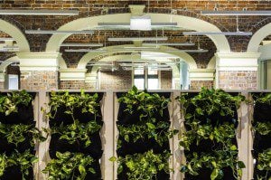 Breathing New Life Into Your Office: How Plants Can Increase Productivity