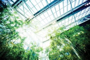 Green is the New Black: Eight Ways To Make Your Office More Green